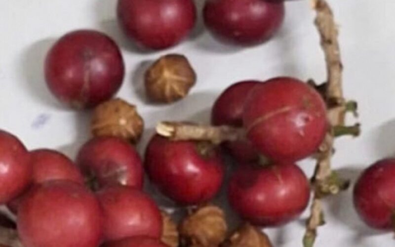 Bộ Y tế vào cuộc vụ hơn 200 học sinh ở Lai Châu nghi bị ngộ độc sau khi ăn quả lạ màu đỏ
