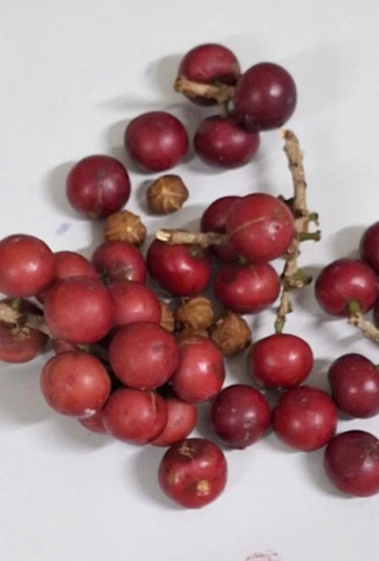 quala-1778916190396-17789248003132116201540 Bộ Y tế vào cuộc vụ hơn 200 học sinh ở Lai Châu nghi bị ngộ độc sau khi ăn quả lạ màu đỏ- Ảnh 1.