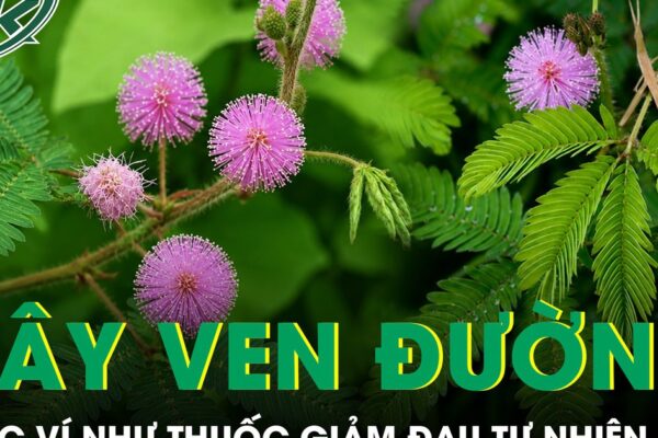 Loại cây ven đường được ví như thuốc giảm đau tự nhiên cho người đau nhức xương khớp