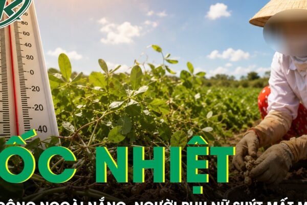 Nhổ lạc giữa trời nắng, người phụ nữ suýt mất mạng vì sốc nhiệt
